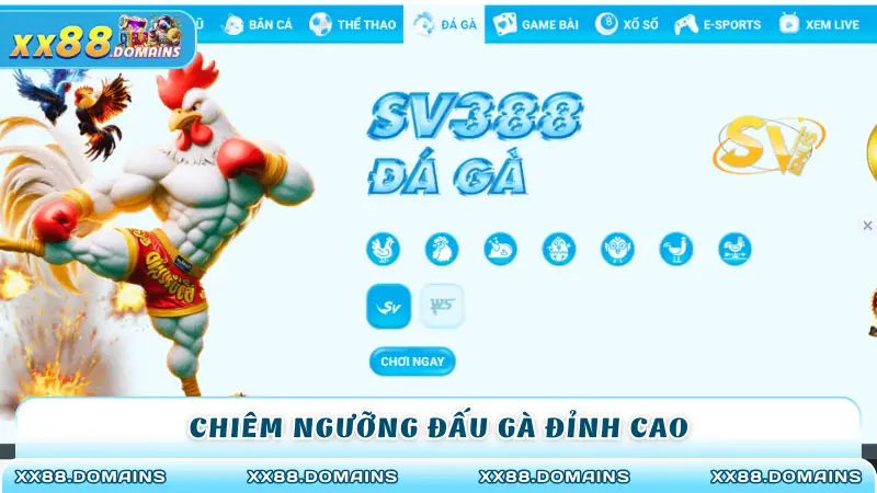 Chiêm ngưỡng đấu gà đỉnh cao