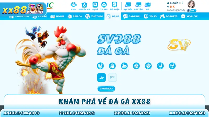 Khám phá về đá gà XX88